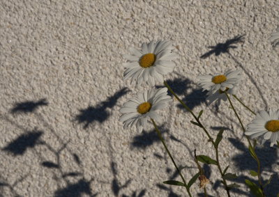 Flowers casting shadows