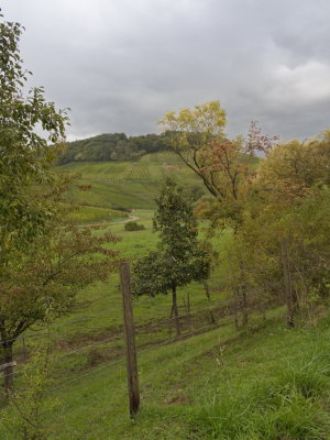 Pear tree with vineyards under a dark grey sky