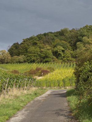 Sun-blessed vineyards under a heavy autumn sky