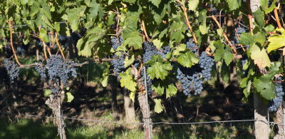 Pinot Noir harvest looking promising