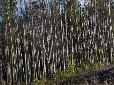 Ailing fir trees