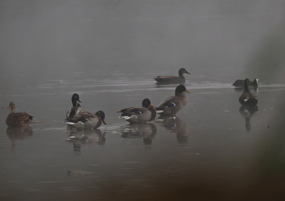 Mallard duck gathering on a misty day