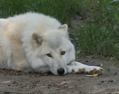 Arctic wolf