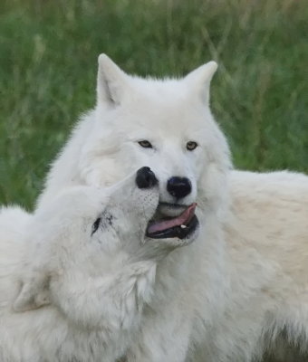Arctic wolves - play time