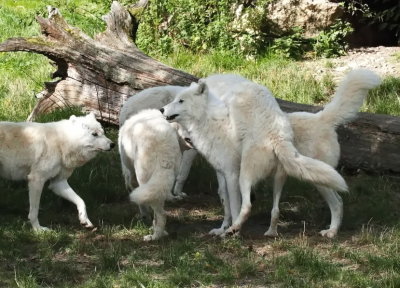 Arctic wolves - youngsters can get on top of you