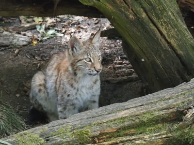 Lynx always on the alert