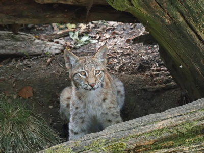 Lynx observing the world from a hide-out