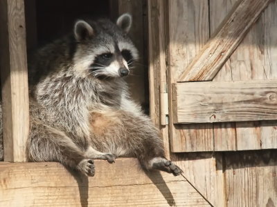 Raccoon observing the world from the windowsill