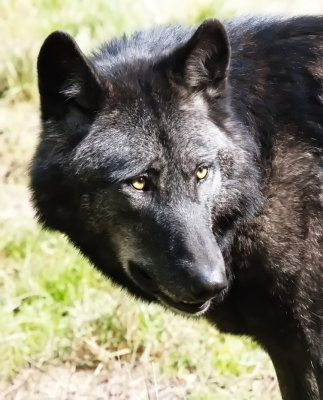 Black wolf