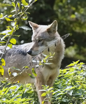 Light-coloured grey wolf