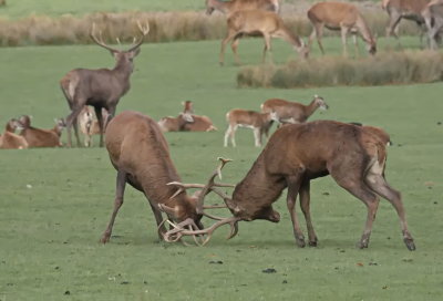 Rutting season - combat