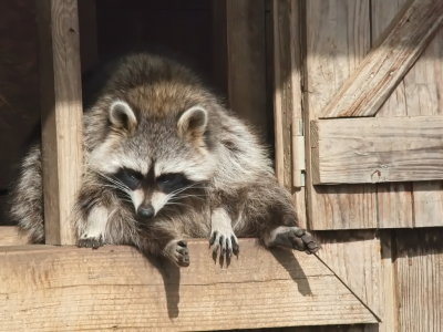 Raccoon trying to decide what to think of this world before venturing out