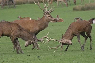 Stags