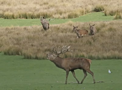 Stags and hinds