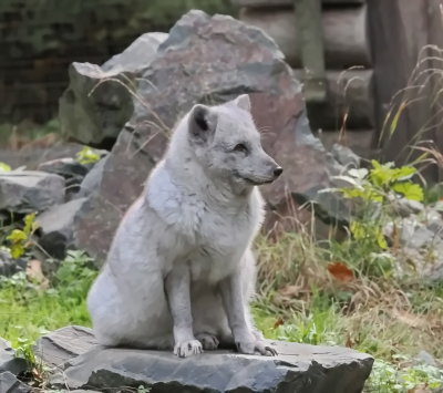 Polar fox in autumn fur