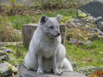 Polar fox not quite white enough for winter