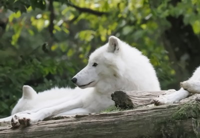 Arctic wolves - siesta time