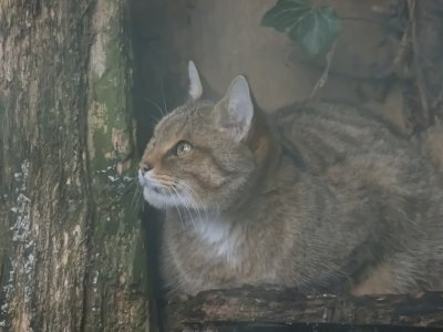 Wildcat - felis silvestris