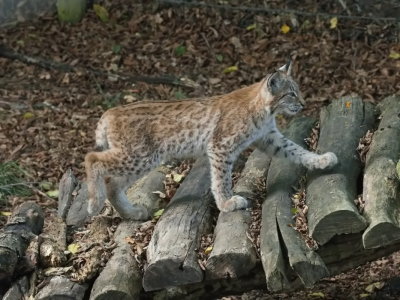 Lynx with a purposeful stride