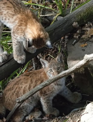 Young lynx playing hide and seek