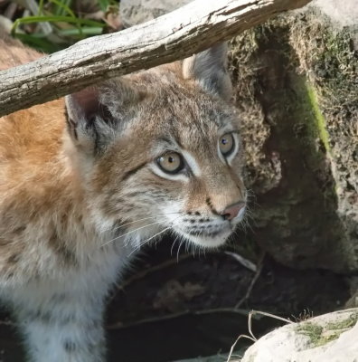 Lynx eyes