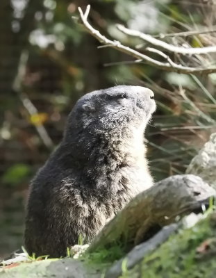 Marmot