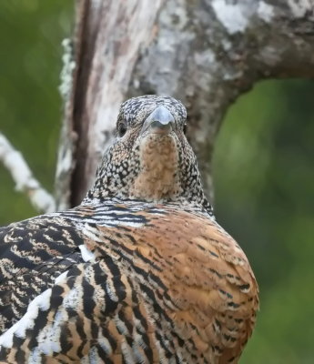 Female Western capercaillie - Grand ttra