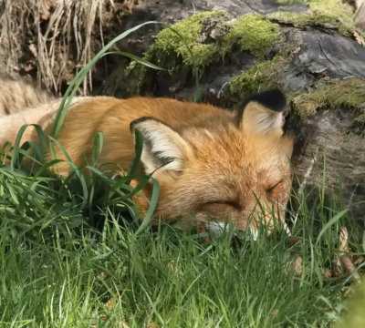 Tired fox