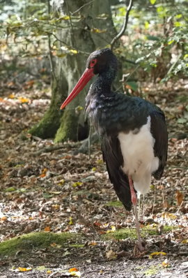 Black stork balancing act