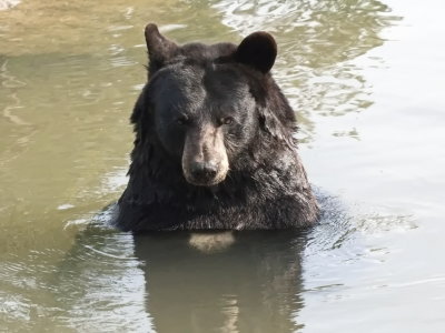 Relaxation bathing bear