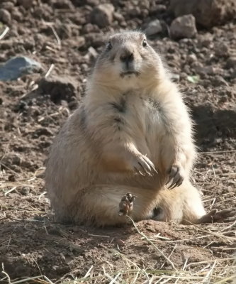 Prairie dog with a surprised look