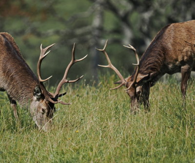 Peaceful coexistence before the rut - stags