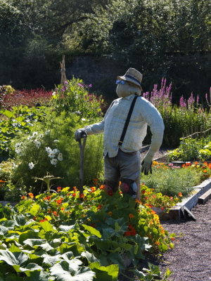 Gardener at the Walled Garden