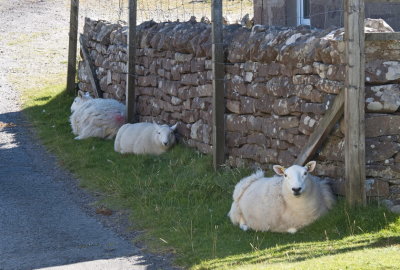 Time Out for the sheep at Ard Dhubh