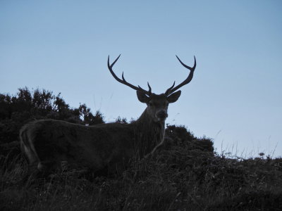 Stag who bade us farewell on our last night in Scotland