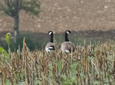 Two barnacle geese assessing the land while on migration