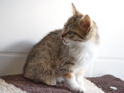 New tiny kitten - is the lady bringing food?