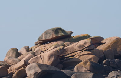 Rock turtle