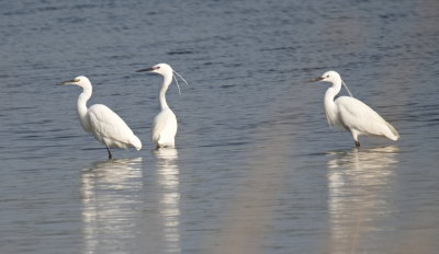 Le Monde Sauvage - Wildlife