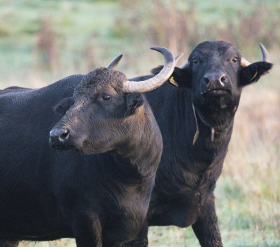 Water buffalo protecting their calf