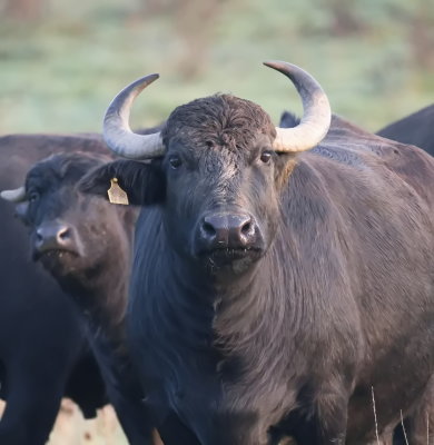 Water buffalo with an intimidating look