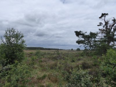 Holtingerveld