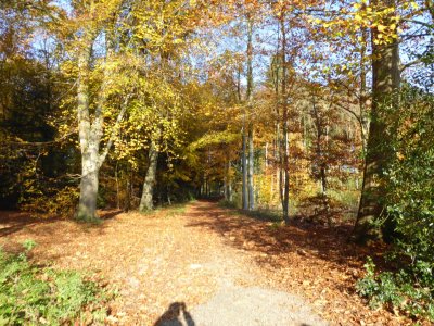 Landgoed Wandeling  Ommen 10 november 2019