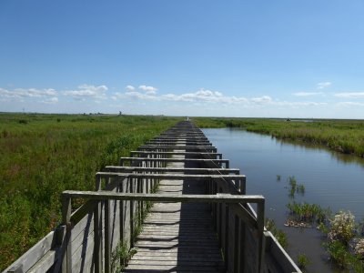 Vogelkijkhut Lepelaar