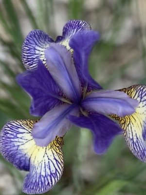 Harlequin Blueflag Iris
