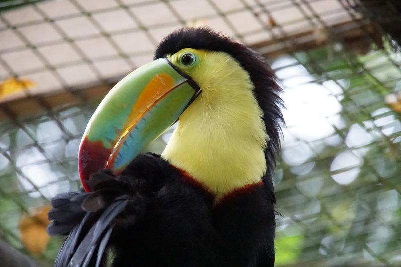 keel-billed Toucan