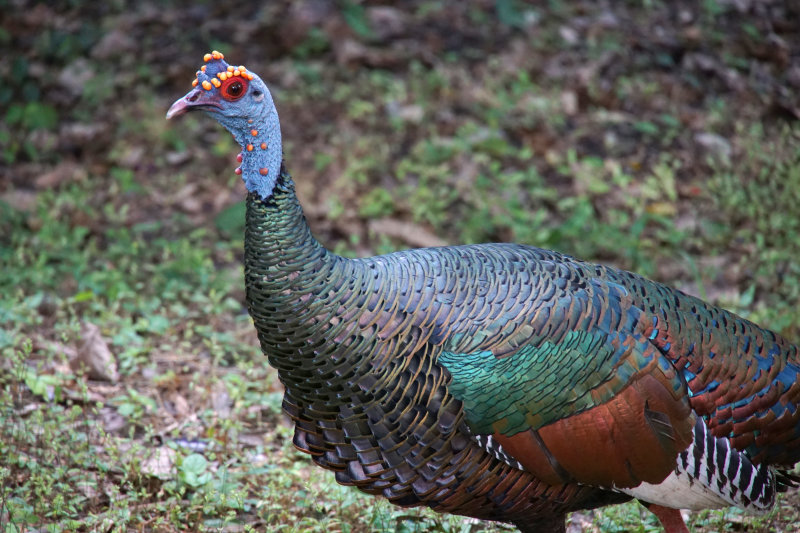 Ocellated Turkey