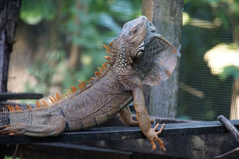 Green Iguana, male
