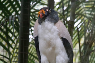 Macaw Mountain Bird Park, King Vulture