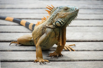 Green Iguana, male